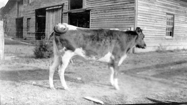 Dolly, the cow, beside the barn.
