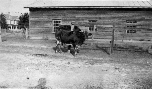 Cows beside the barn.